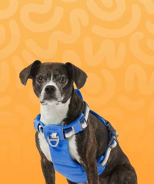 中型 犬 キャリー ケース - 中型犬キャリーケースの適切なサイズ測定方法