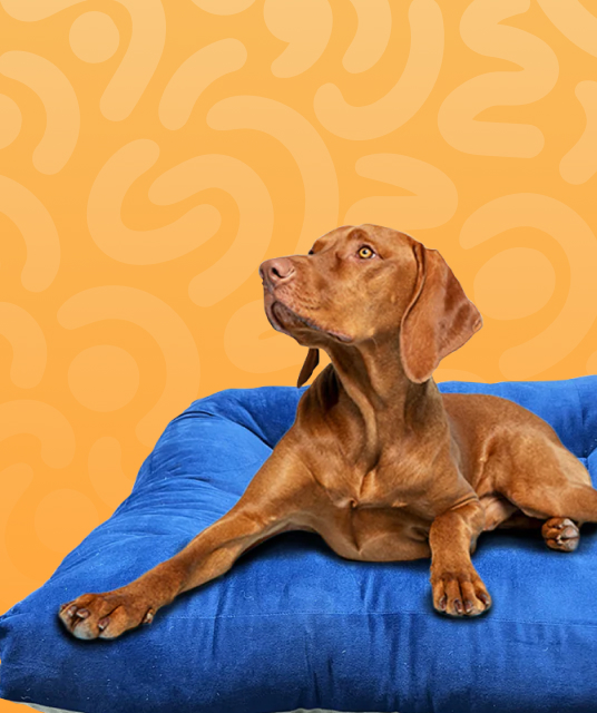 犬 ハーネス リード おしゃれ - dog harness safety fit vet approved 2025