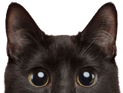 フランス語 犬 の 名前 - japanese dog owner french name story