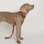 Buddys　Pikes リード Orange - 画像 (3)