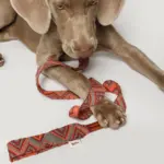 Buddys　Pikes リード Orange - 画像 (2)