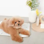 tomboniaコラボひんやりジェルマット - 画像 (3)