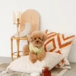 ジグザグフリンジクッション - 画像 (7)