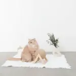 くるくる回転爪とぎ - 画像 (2)