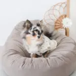 ふんわりクッションベッド - 画像 (6)