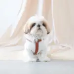 レザーハーネス　SMALL - 画像 (7)