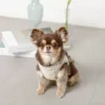 チューリップ柄ハーネス+リードSET【名入れ刺繍対応】【旧モデル】 - 画像 (5)