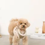 エコレザーボアMIXハーネス+リードSET【名入れ刺繍対応】【旧モデル】 - 画像 (3)