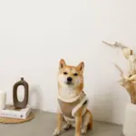 エコレザーボアMIXハーネス+リードSET【名入れ刺繍対応】【旧モデル】 - 画像 (5)