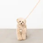 ナチュラルフラワーハーネス＋リードSET【名入れ刺繍対応】【旧モデル】 - 画像 (2)