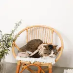 ナチュラルフラワーハーネス＋リードSET【名入れ刺繍対応】【旧モデル】 - 画像 (8)