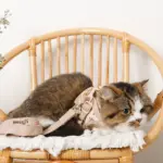 ナチュラルフラワーハーネス＋リードSET【名入れ刺繍対応】【旧モデル】 - 画像 (9)