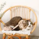 ナチュラルフラワーハーネス＋リードSET【名入れ刺繍対応】【旧モデル】 - 画像 (10)