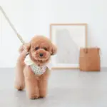 サークルチャームレザーカラー MEDIUM - 画像 (9)