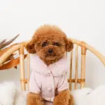 ファーカラーニットトップス